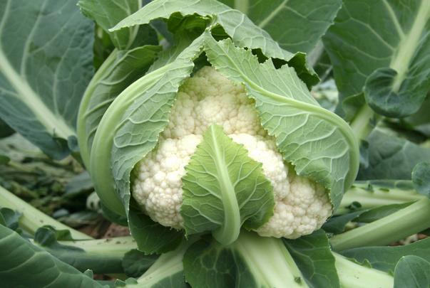 朝阳医院泌尿外科电话：救命稻草与小秘密求助热线